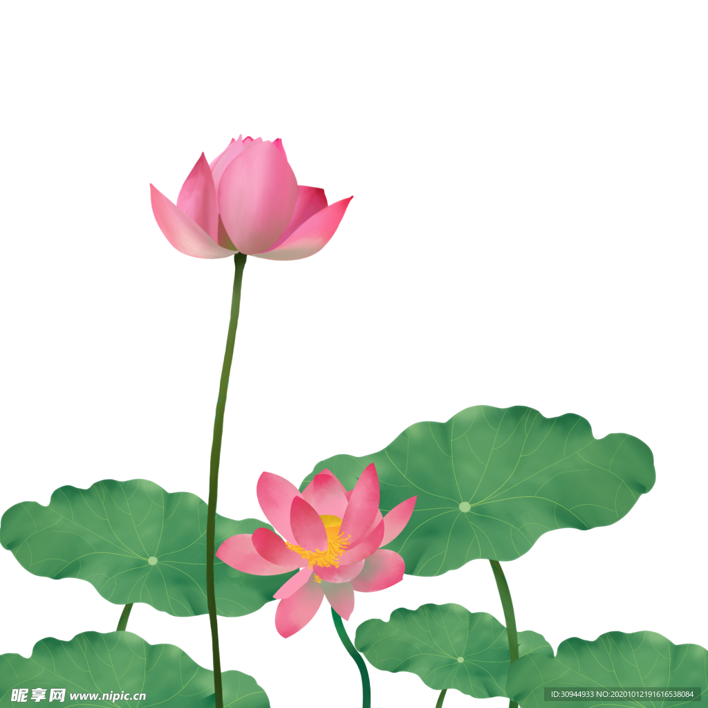 荷花元素
