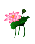荷花元素