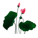 荷花元素