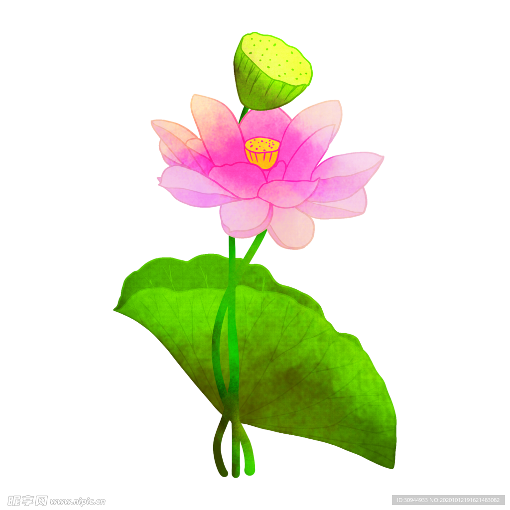 荷花元素