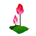 荷花元素