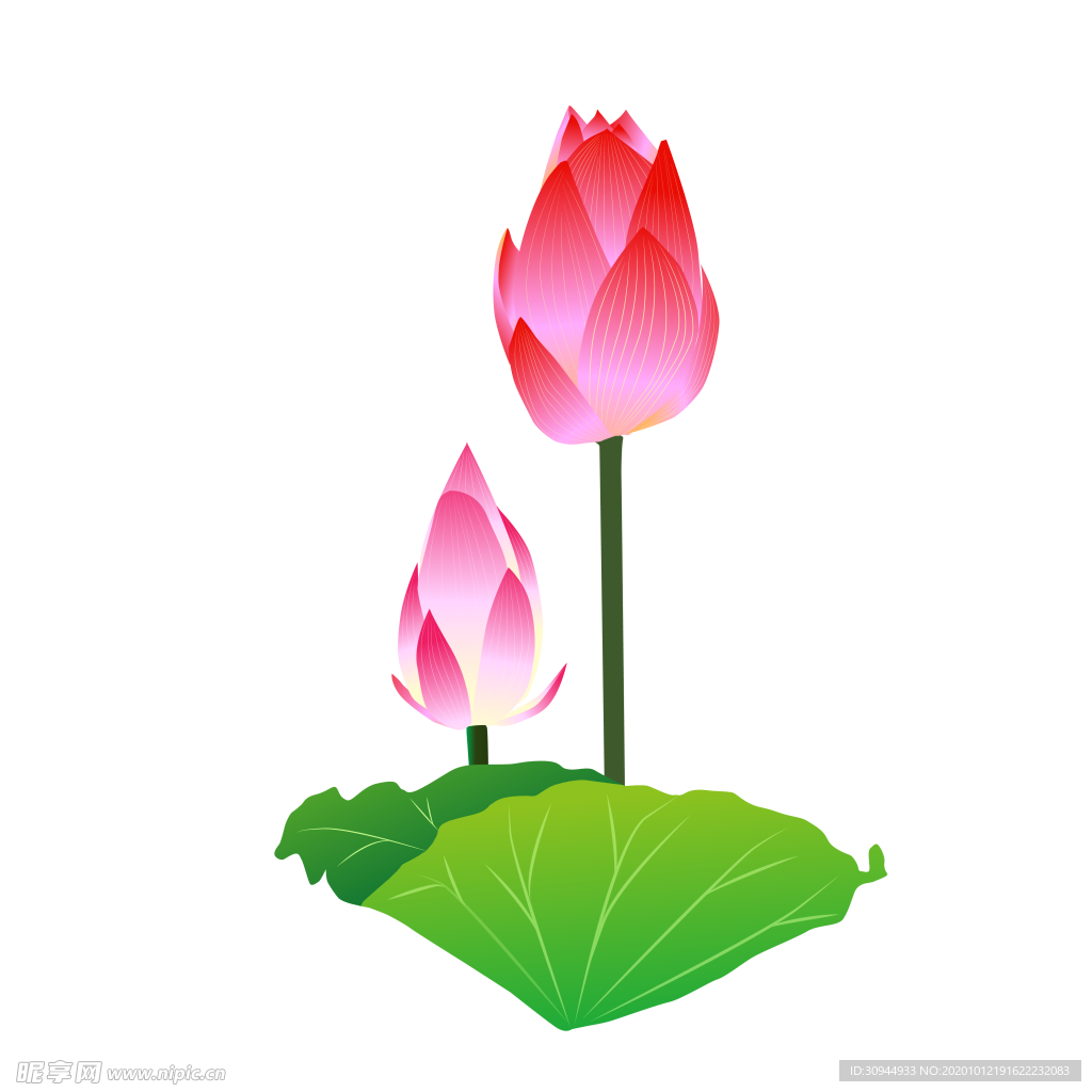 荷花元素
