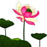 荷花元素