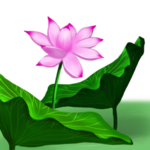 荷花元素
