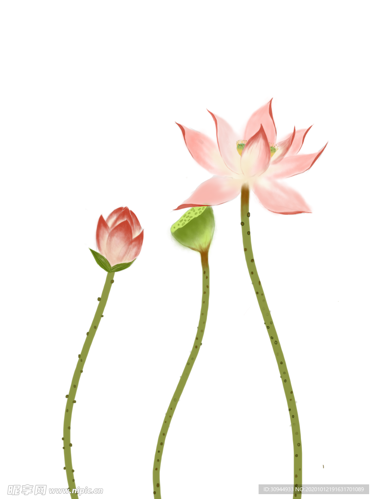 荷花元素