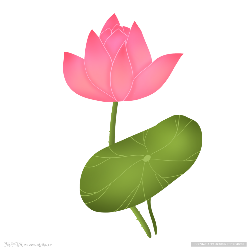 荷花元素