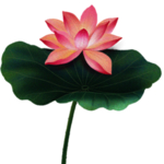 荷花元素