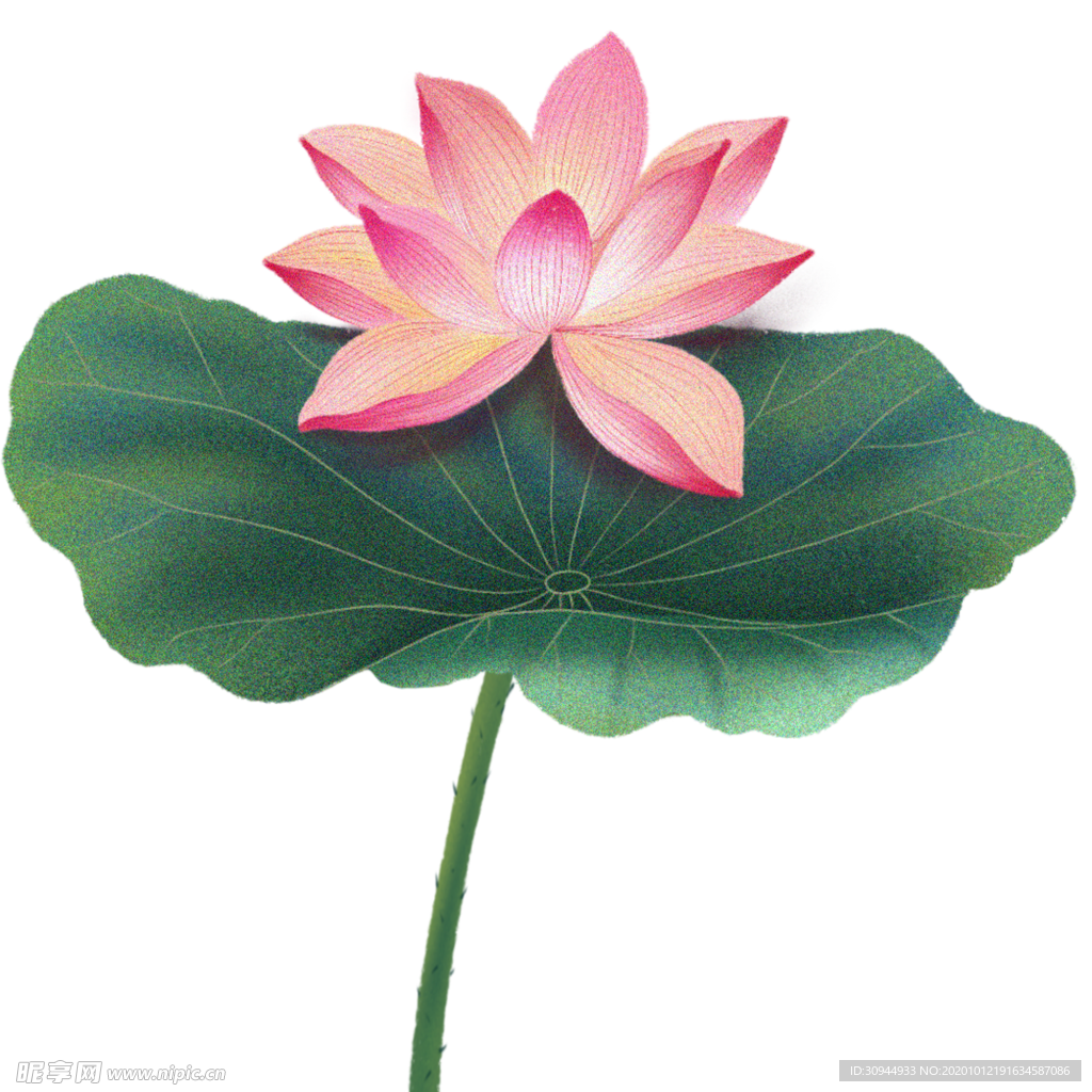 荷花元素