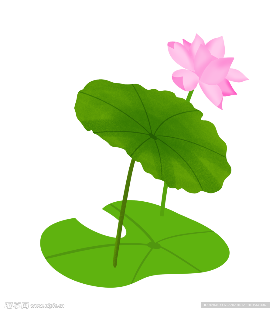 荷花元素