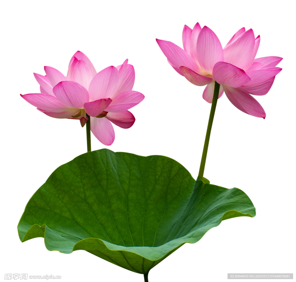 荷花元素