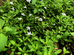 泥花草
