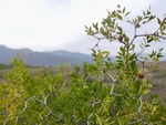 贺兰山下酸枣树
