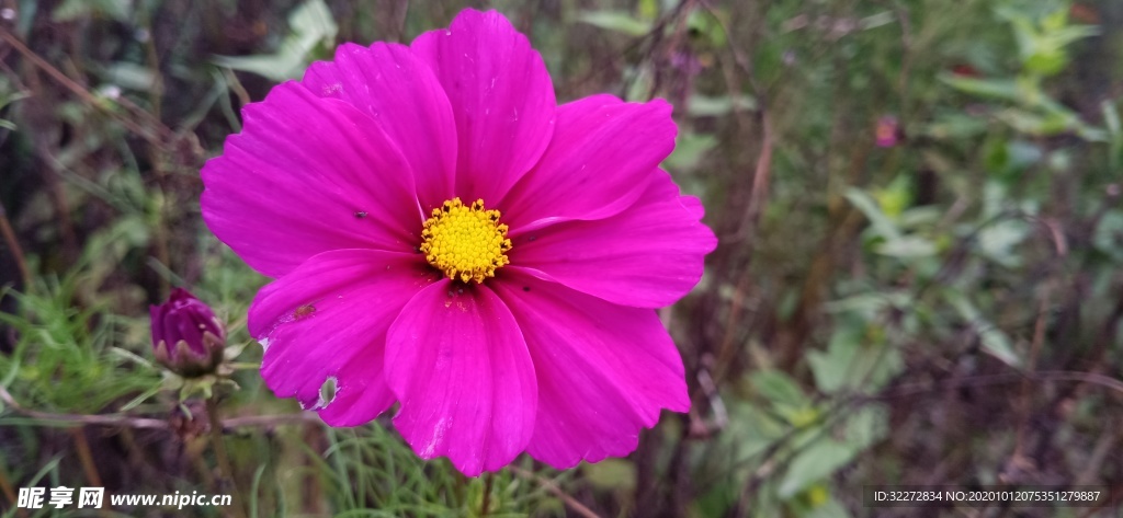 格桑花