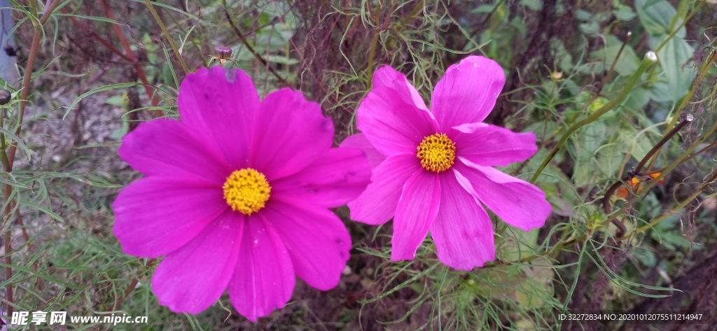 格桑花