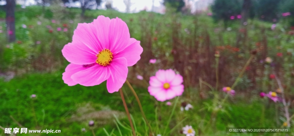格桑花