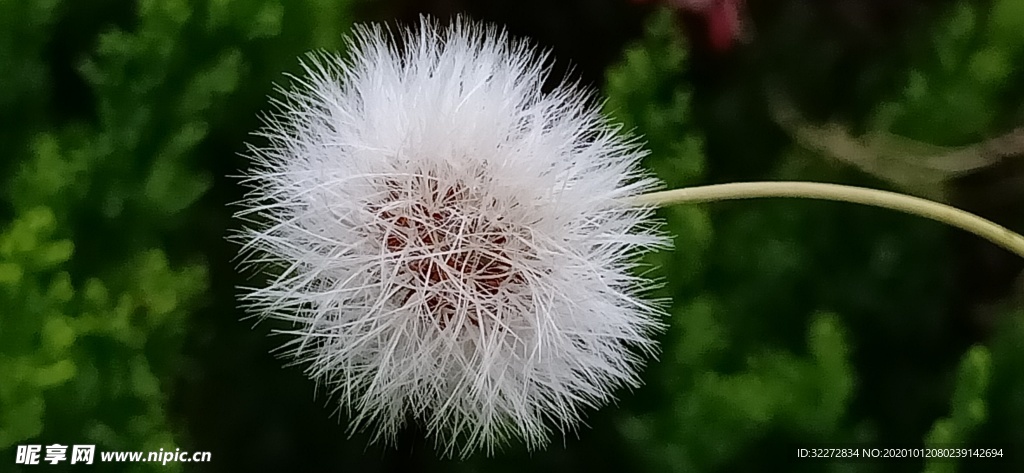 白色花