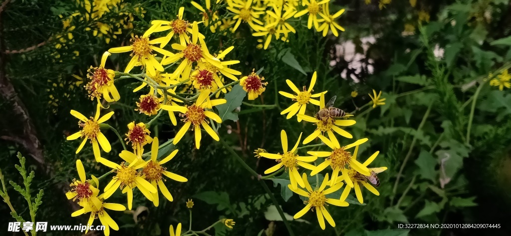 黄花