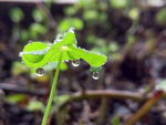 雨滴下的美好