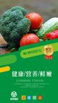 绿色蔬菜海报