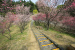 茱萸湾梅花山