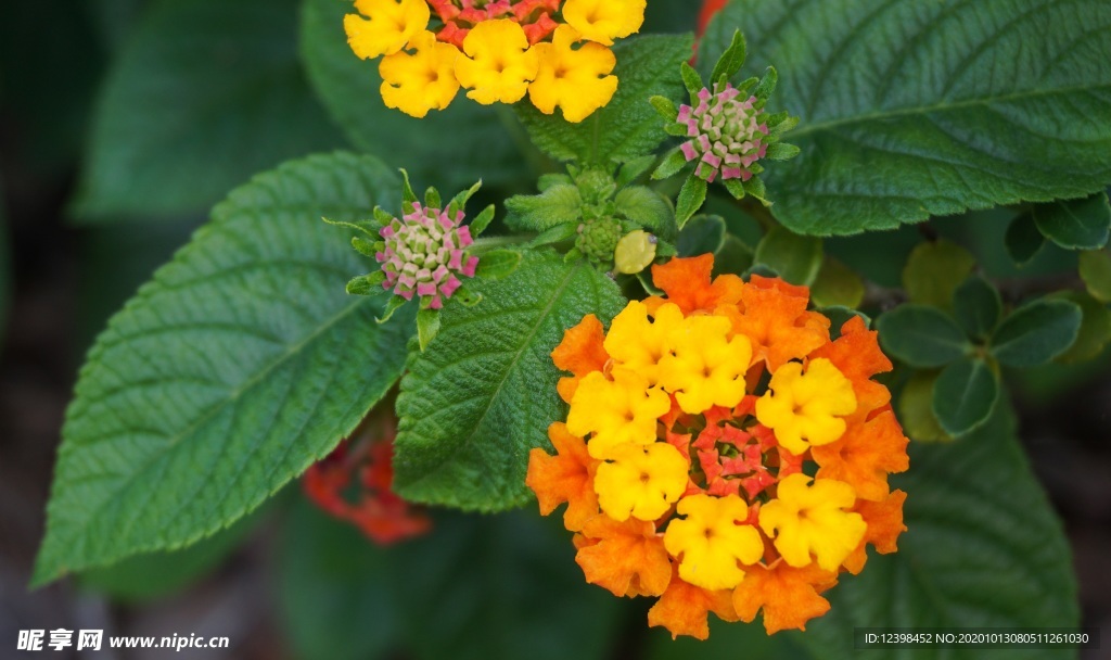 马缨丹鲜花