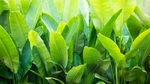 绿色绿叶植物树叶背景