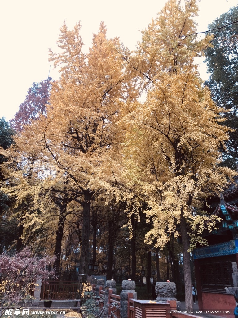 秋天树木园林建筑风景