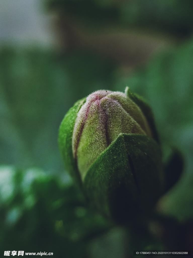 花蕾