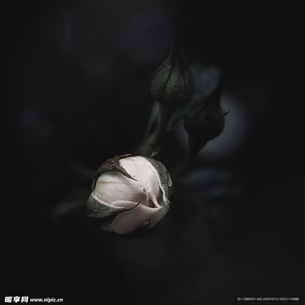 花蕾