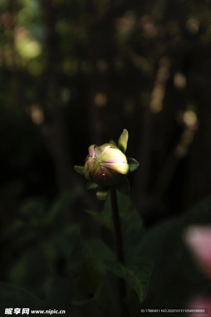 花蕾
