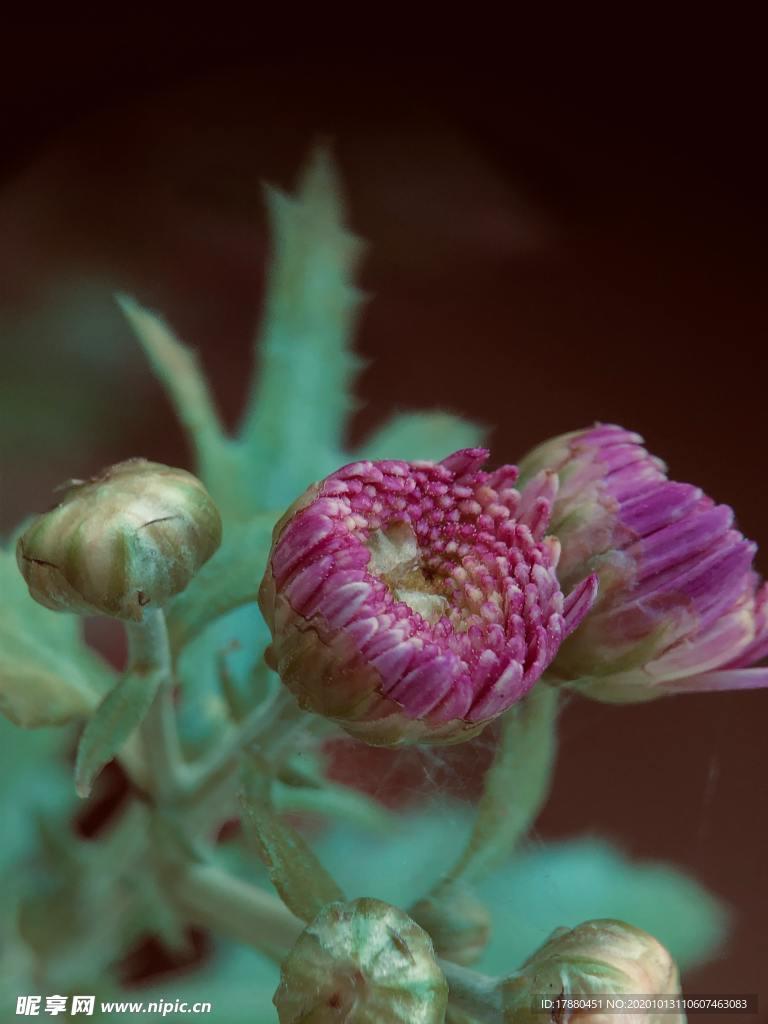 花蕾