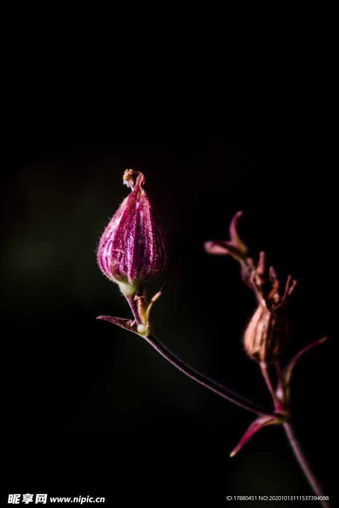花蕾