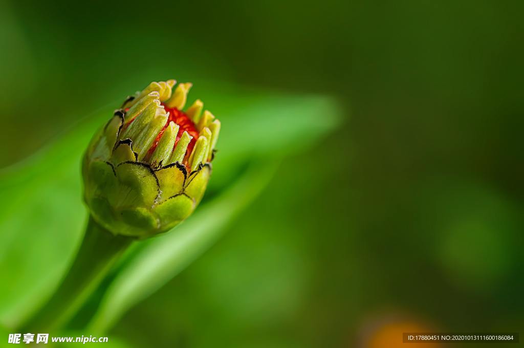 花蕾