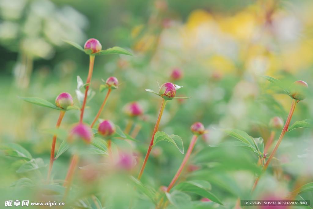 花蕾