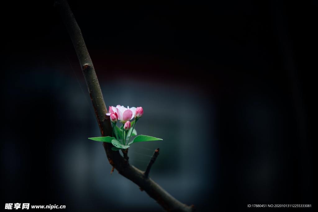 花蕾