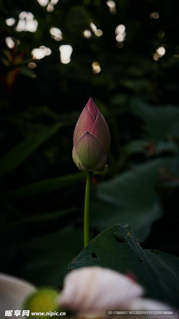 花蕾