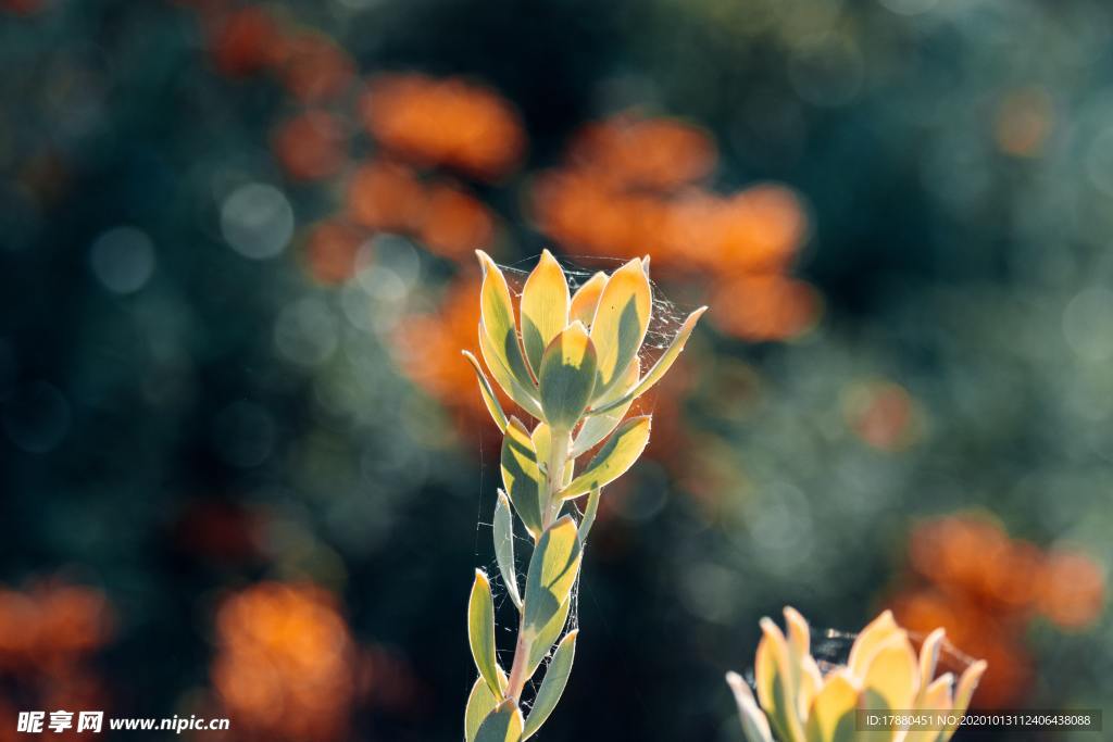 花蕾