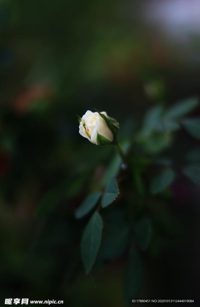 花蕾