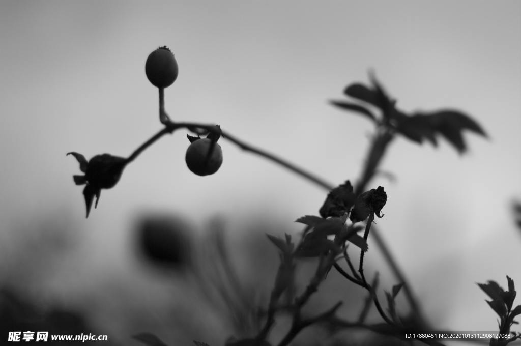 花蕾