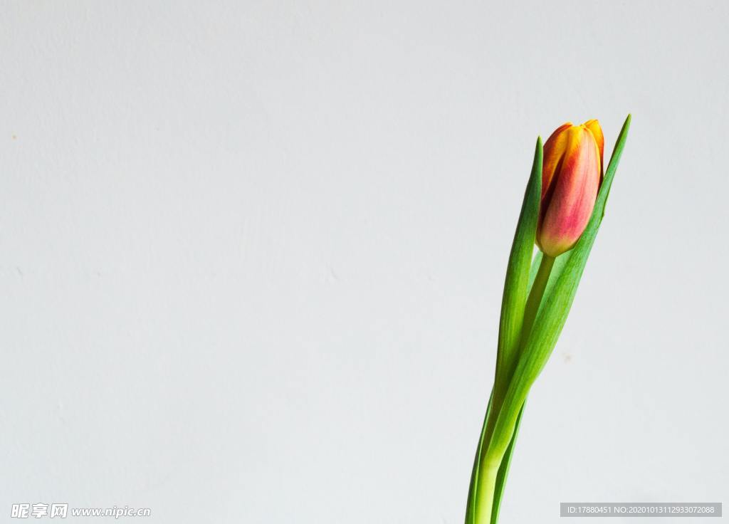 花蕾