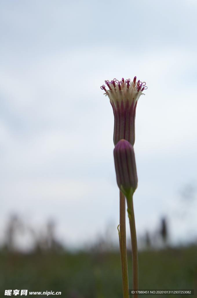 花蕾
