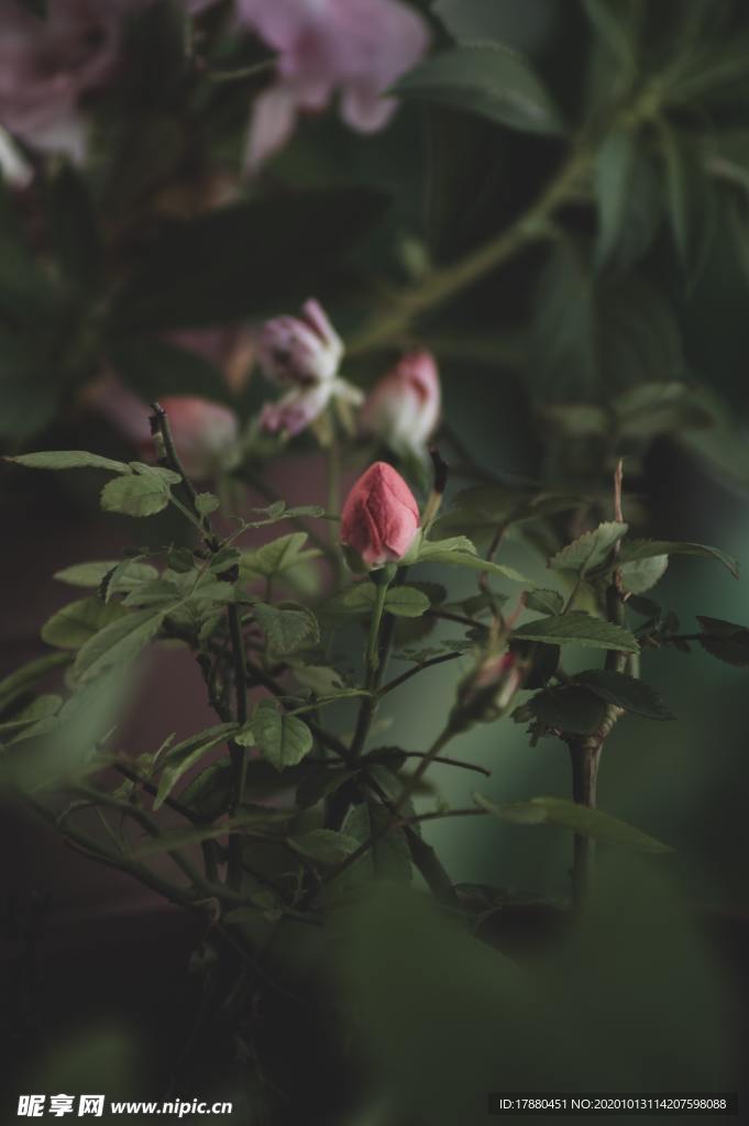 花蕾