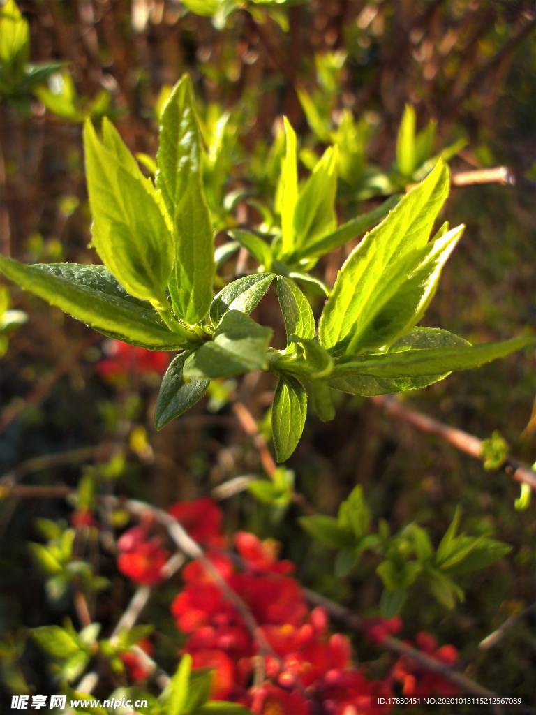 花蕾