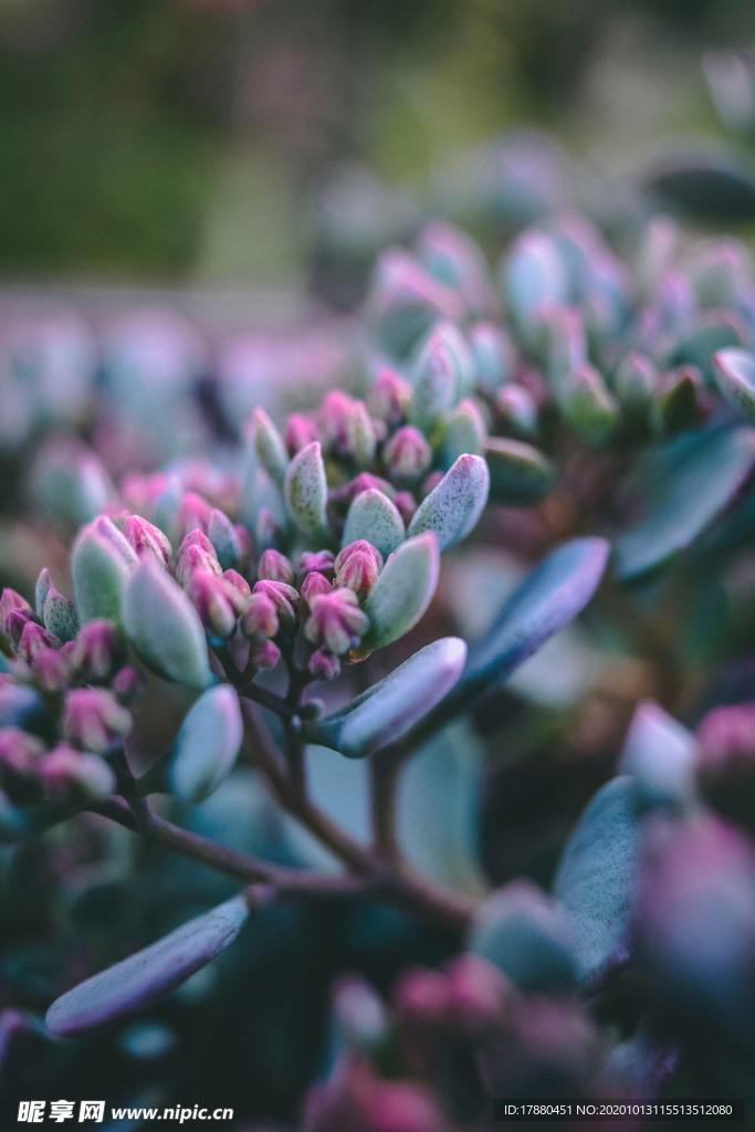 花蕾