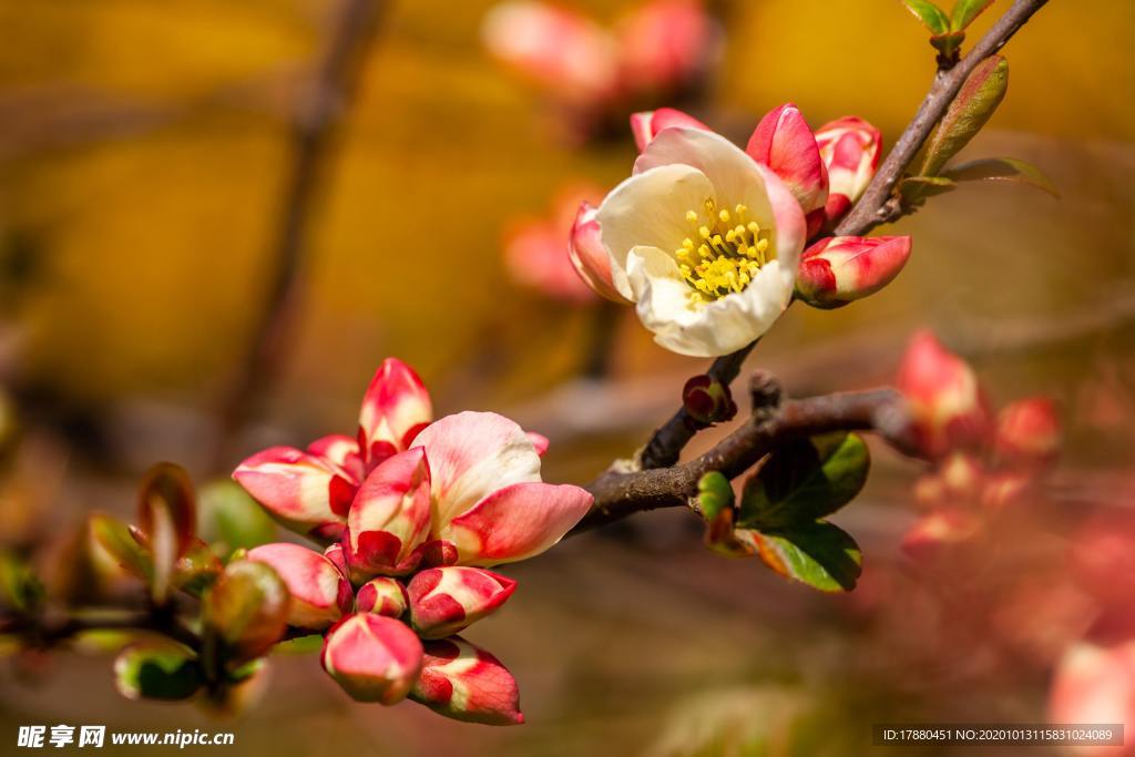 花蕾