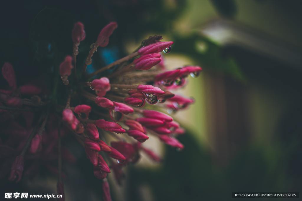 花蕾