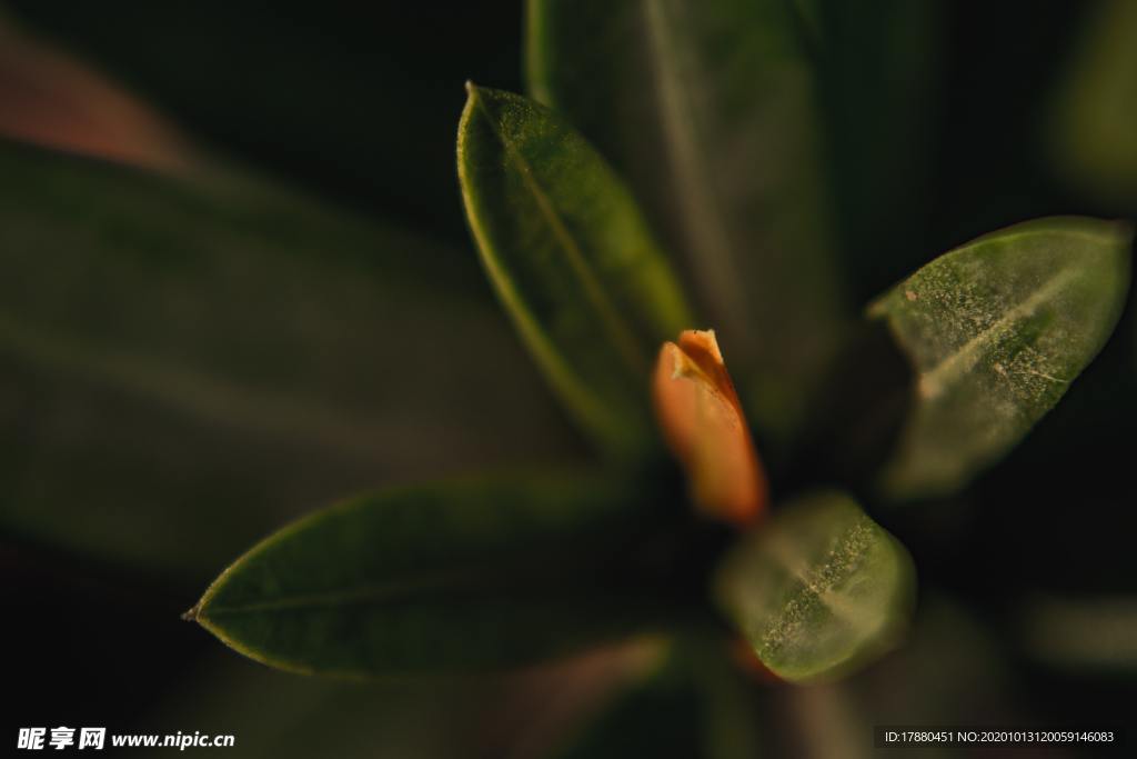 花蕾
