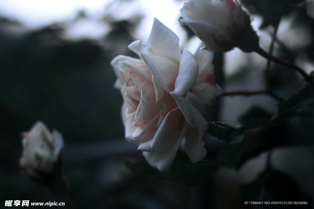 花蕾
