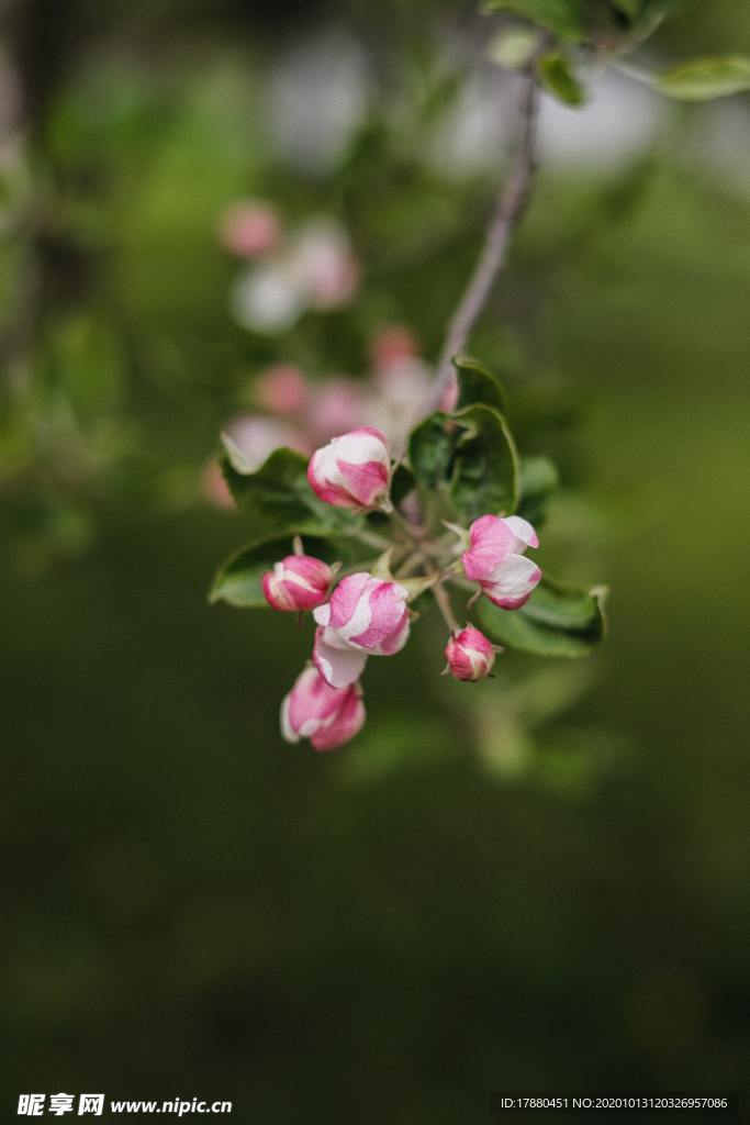 花蕾