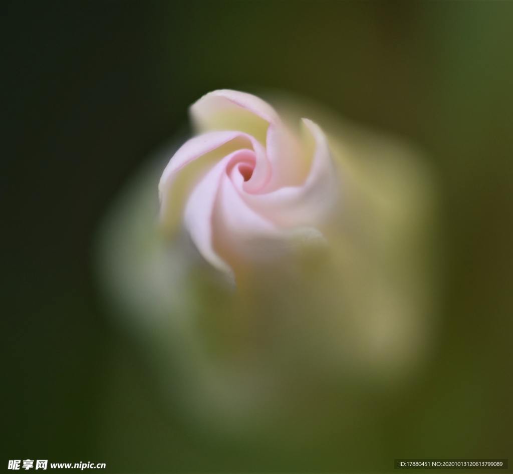 花蕾